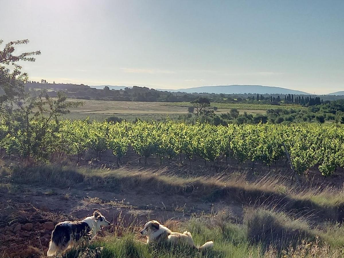 הוילה Rieux-Minervois Domaine Saint Augustin מראה חיצוני תמונה