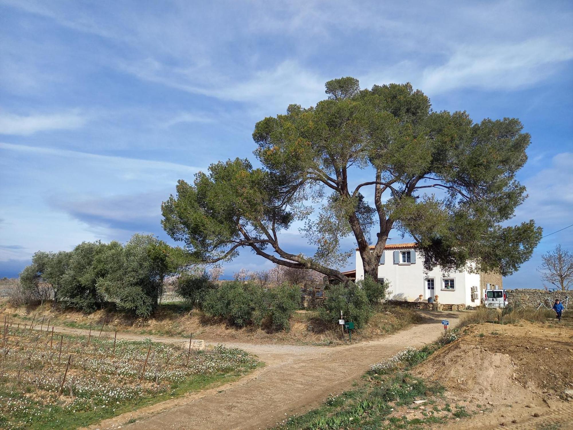 הוילה Rieux-Minervois Domaine Saint Augustin מראה חיצוני תמונה